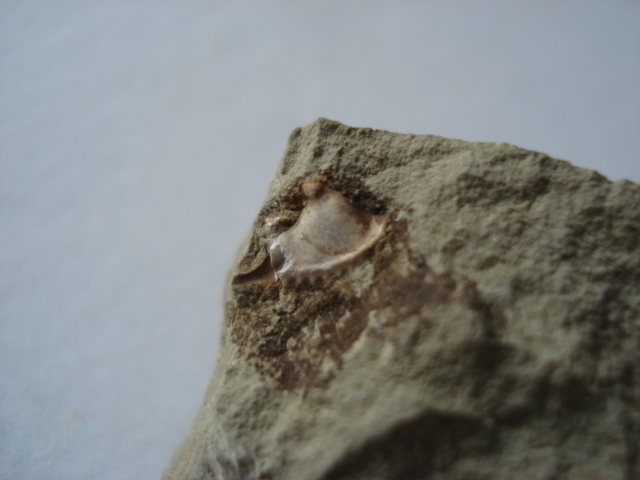 Odontopleura ovata + Graptolithina spec.