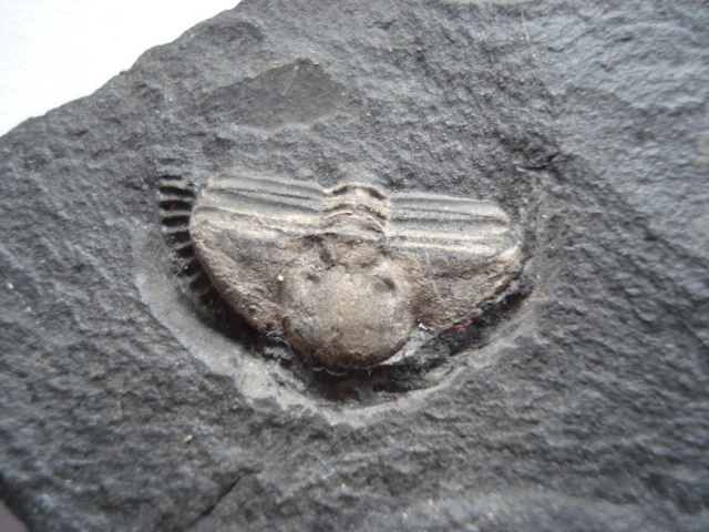 Trinucleus fimbriatus