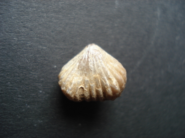 Rhynchonelloidella alemanica