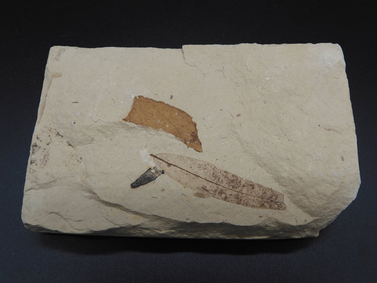 fossiles Blatt