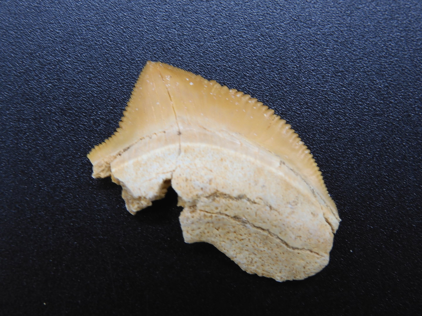 Squalicorax pristodontus
