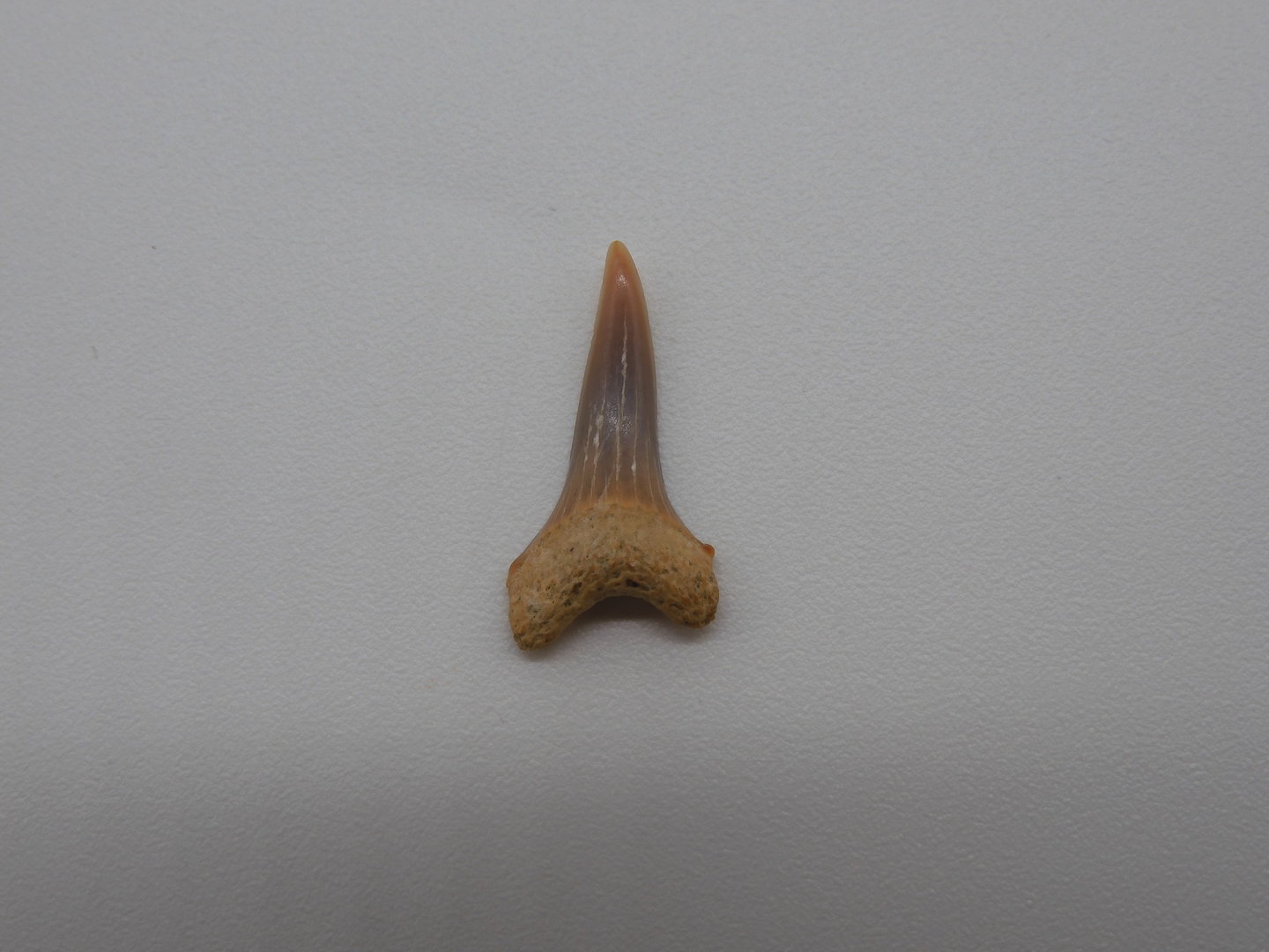 Carcharodon hastalis
