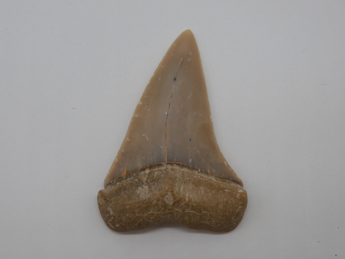 Carcharodon plicatilis (xiphodon)