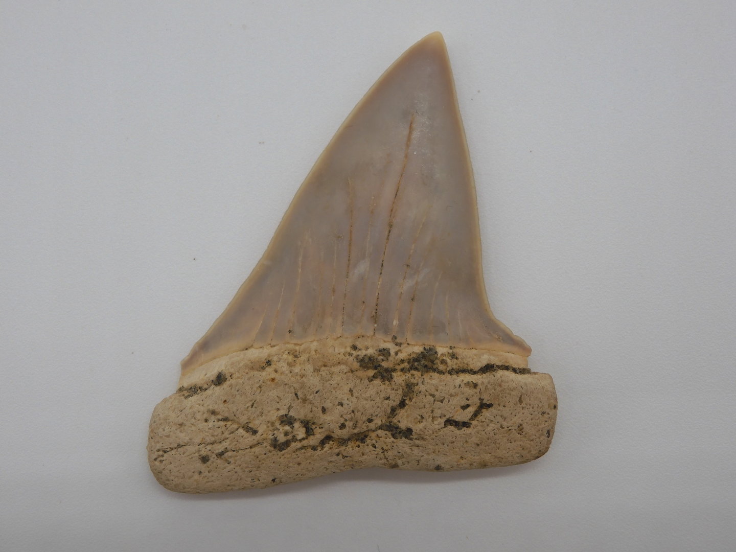 Carcharodon plicatilis (xiphodon)